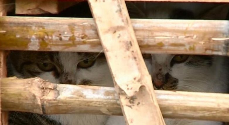 Активисты спасли около 2000 котов, которых должны были съесть