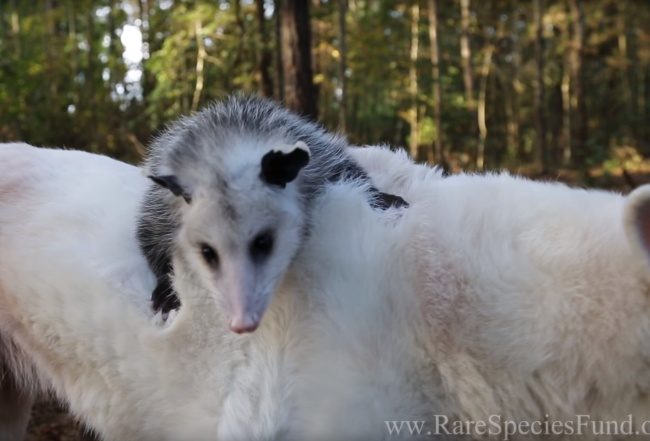Немецкая овчарка воспитала детеныша опоссума