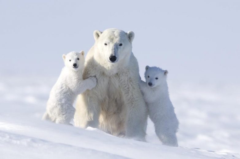 Невероятные фотографии полярных медведей