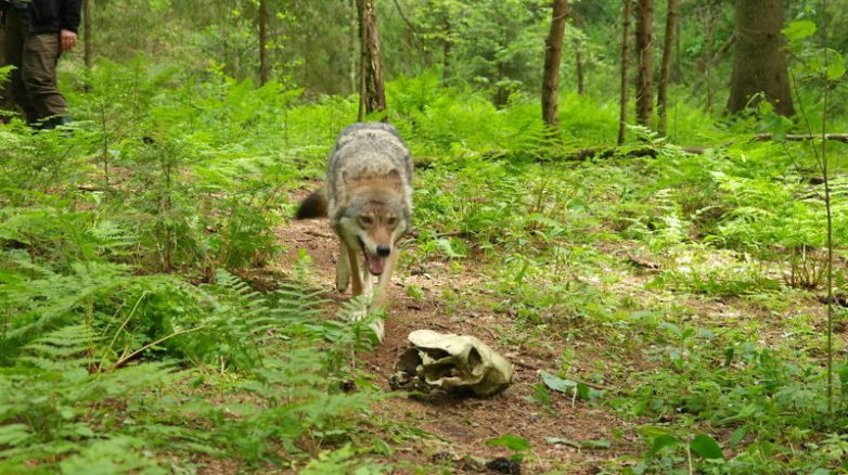 Француз стал волонтёром в волчьем заповеднике в России