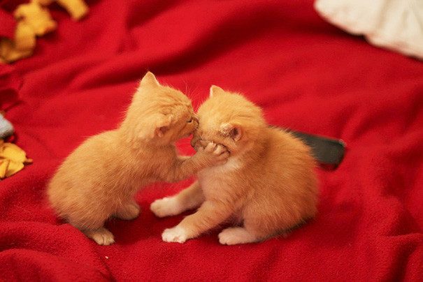 День святого Валентина по-кошачьи