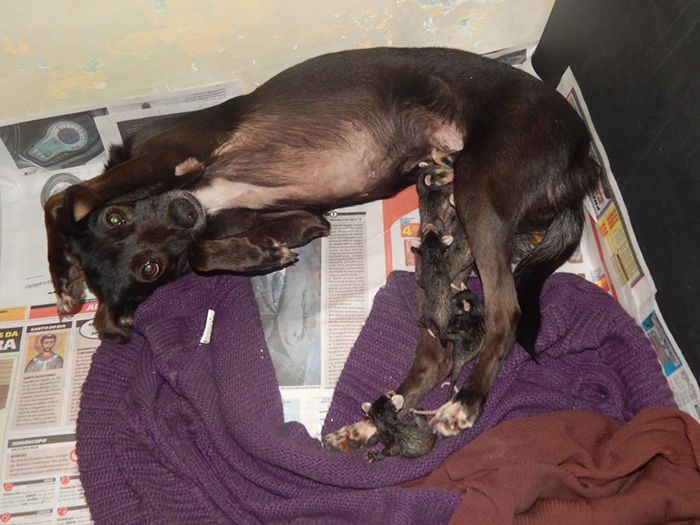 Собака спасла и выкормила осиротевших опоссумов
