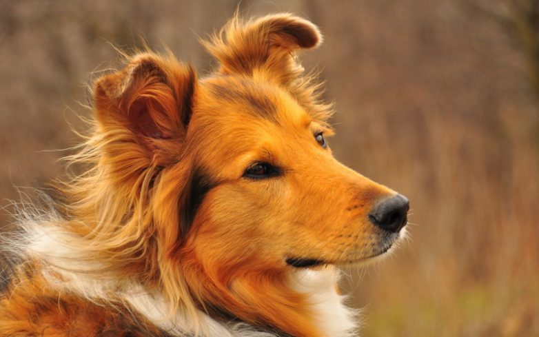 10 интересных фактов о собаках