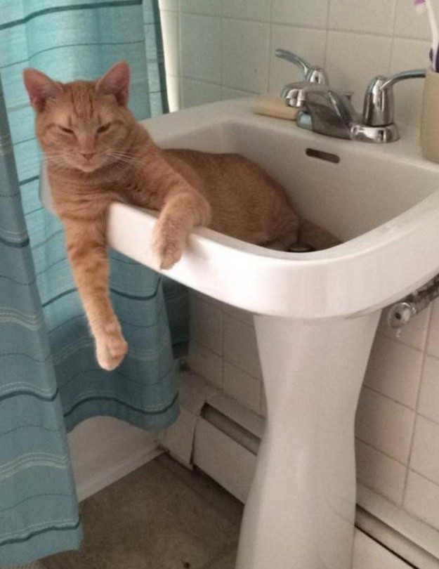 24 доказательства того, что кот всегда найдет себе место