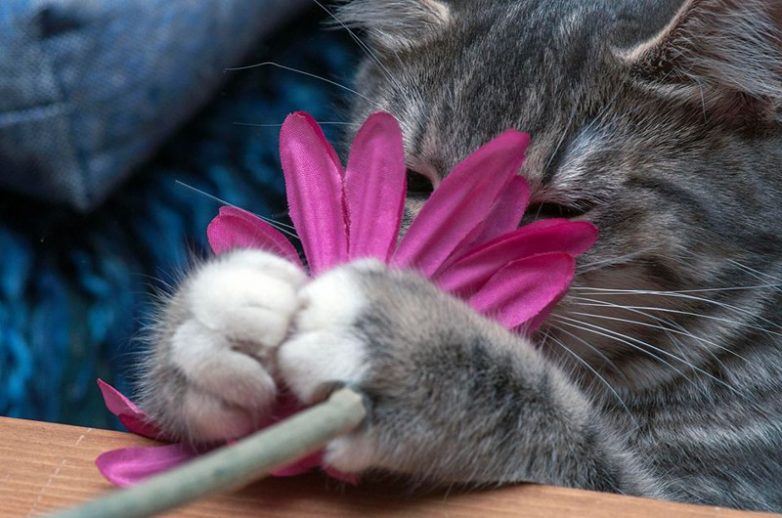 Коты-флористы