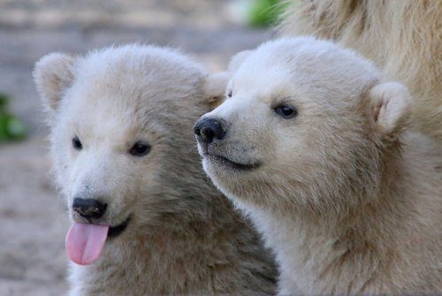 Очаровательные полярные медвежата, которые растопят ваше сердце