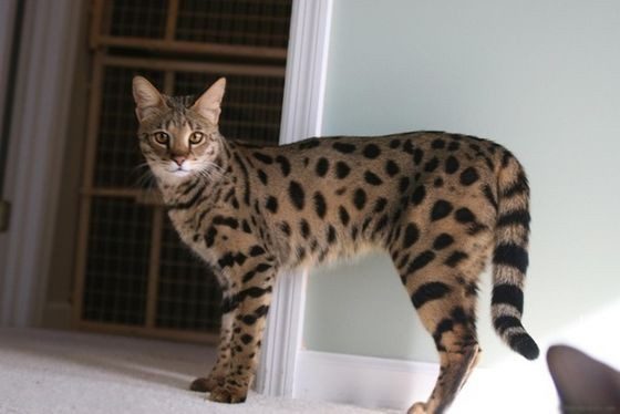 Самые редкие породы кошек в мире