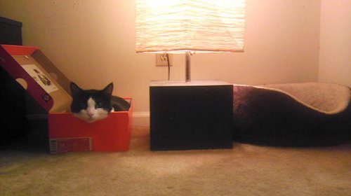 Подарки для кошек и непостижимая кошачья логика