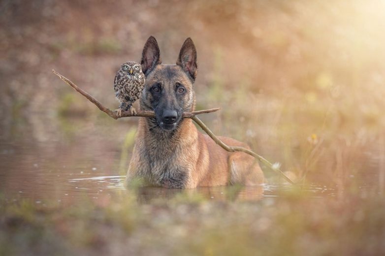 Пёс и сова – друзья навек