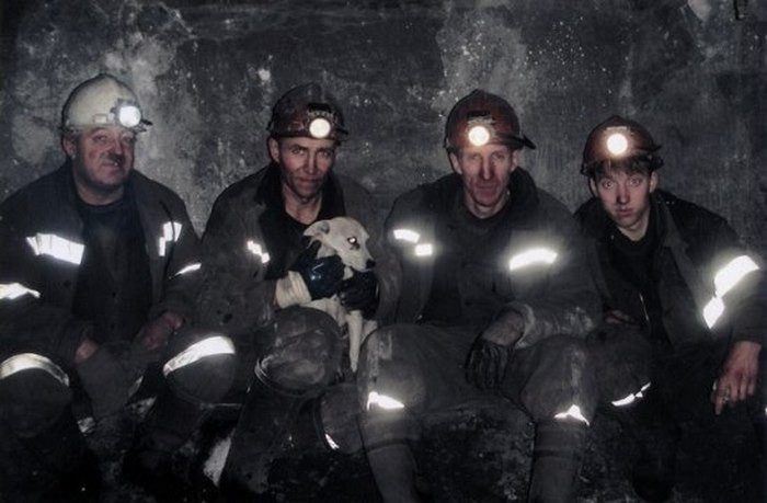 Собака Лялька, которой благодарные шахтёры установили памятник