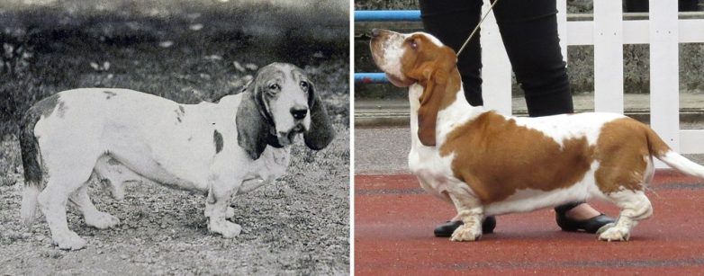Как изменились породы собак за последние 100 лет