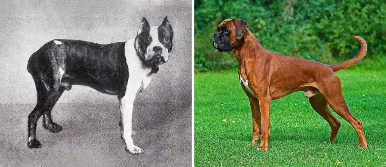 Как изменились породы собак за последние 100 лет