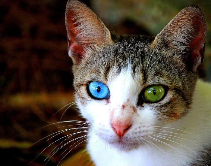 Очаровательные животные с разноцветными глазами