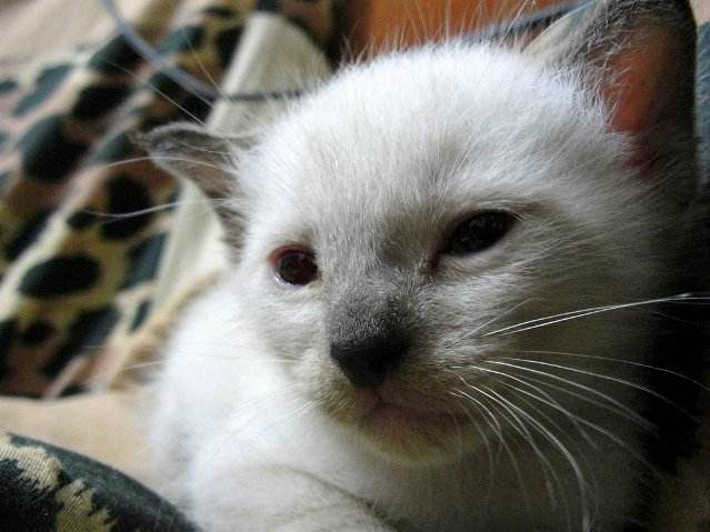 10 фактов о сиамских кошках