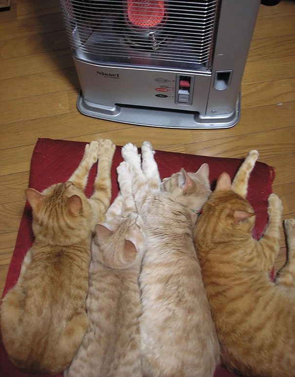 Кошки, которые любят тепло больше, чем кто-либо