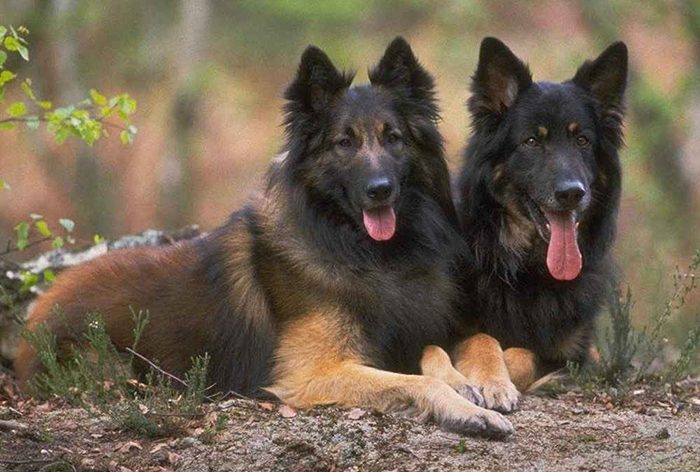 10 самых лучших полицейских пород собак в мире