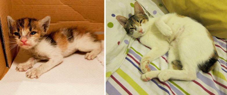 25 котят, которые очень быстро выросли