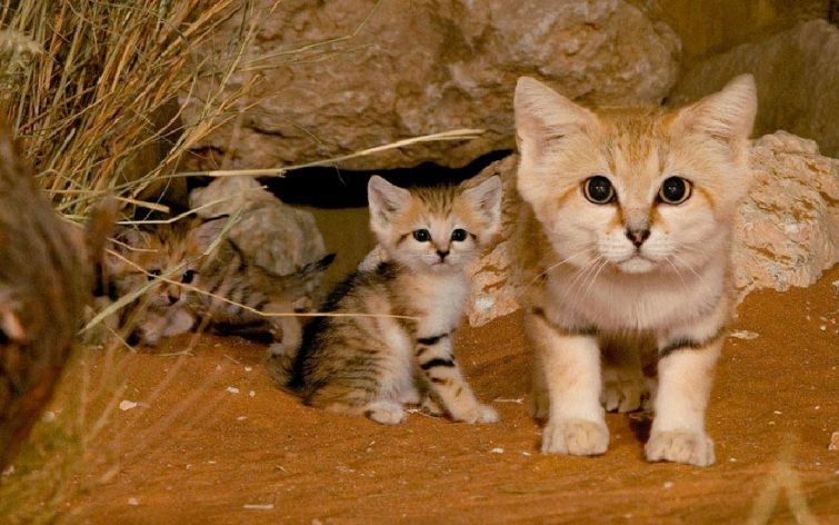 20 редких диких кошек, о которых вы, скорее всего не знали
