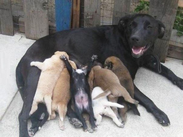 Собаки, которые гордятся своим потомством