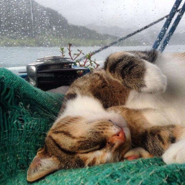 Девушка с кошкой совершают кругосветное путешествие на яхте