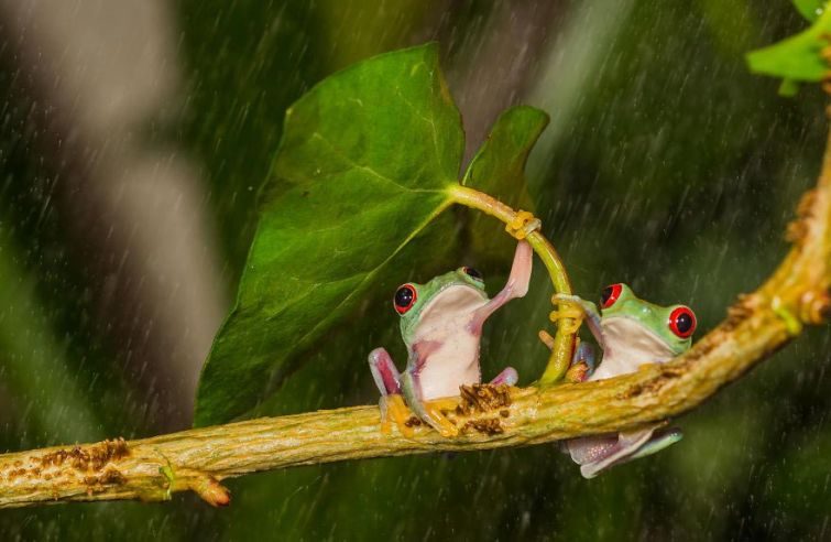20 находчивых животных, спрятавшихся от дождя