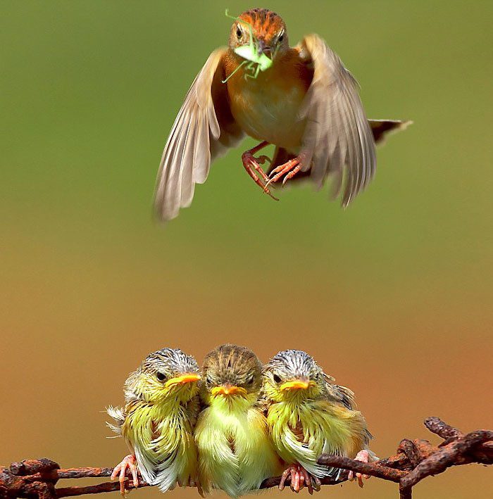 Самые трогательные фотографии птиц, заботящихся о своих птенцах