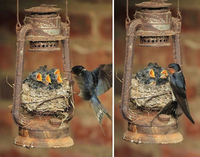 Самые трогательные фотографии птиц, заботящихся о своих птенцах