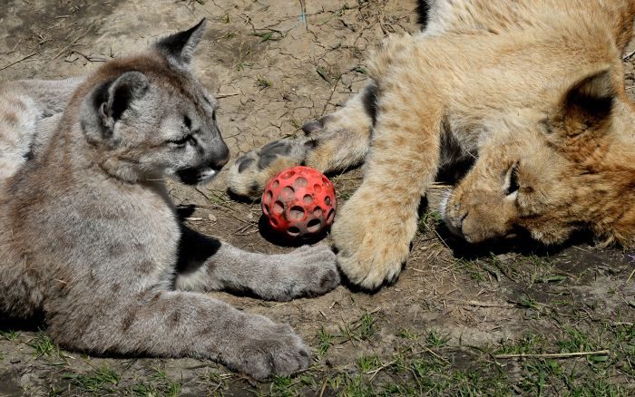 В зоопарке Приморья львенок подружился с котенком пумы