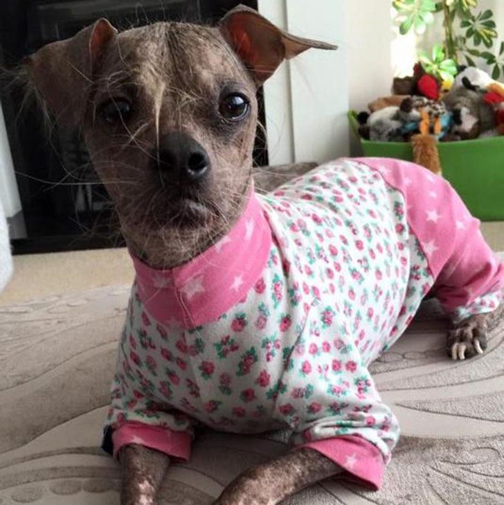 Самый уродливый пес в мире стал героем за помощь инвалидам