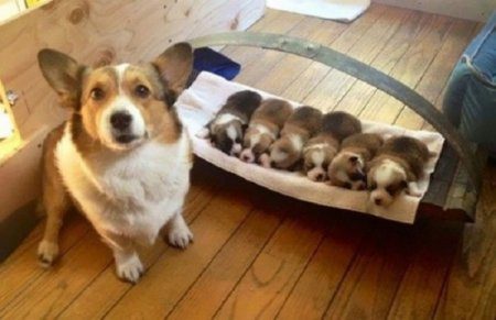 Очаровательные щенки и их гордые родители