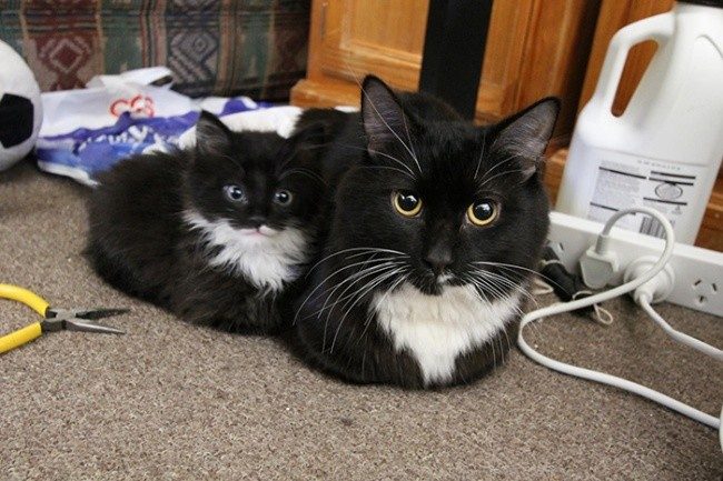 Очаровательные кошки и их мини-копии