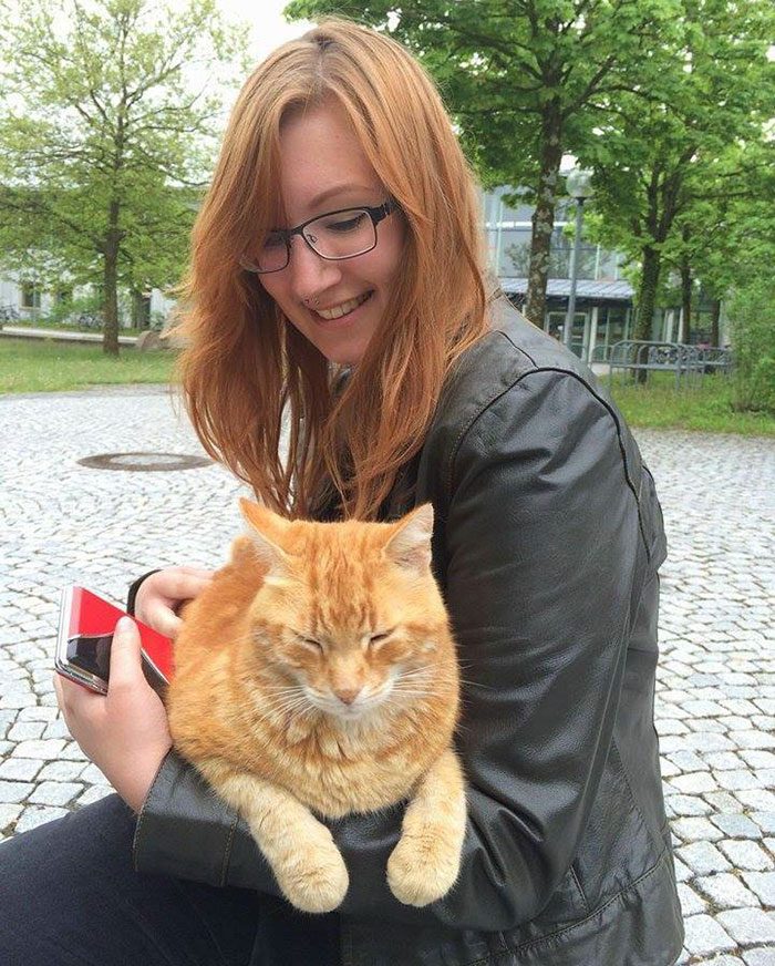 Кот, который заботится о студентах из Германии