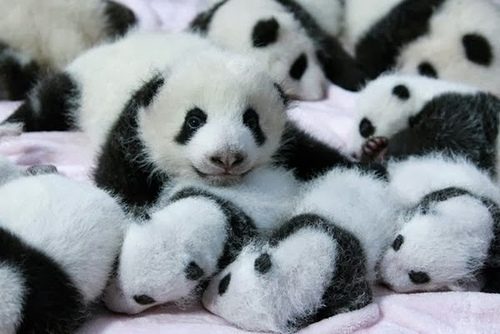 Очаровательные панды