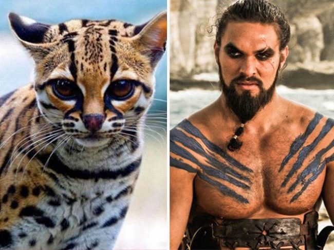 Коты, которые похожи на героев из фильмов