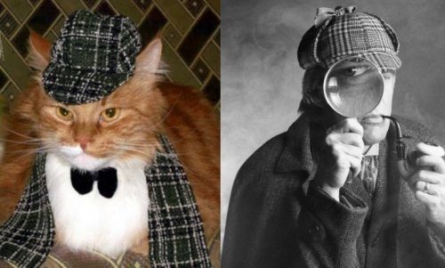 Коты-детективы