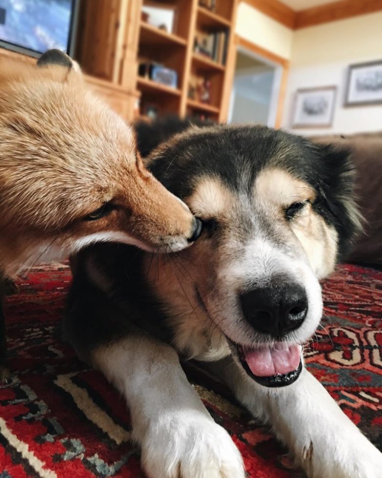 Лиса и пёс стали лучшими друзьями