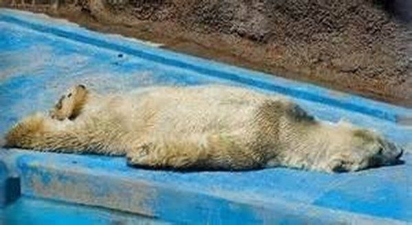 Самый грустный белый медведь в мире скончался