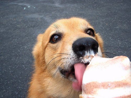 Собаки и мороженое