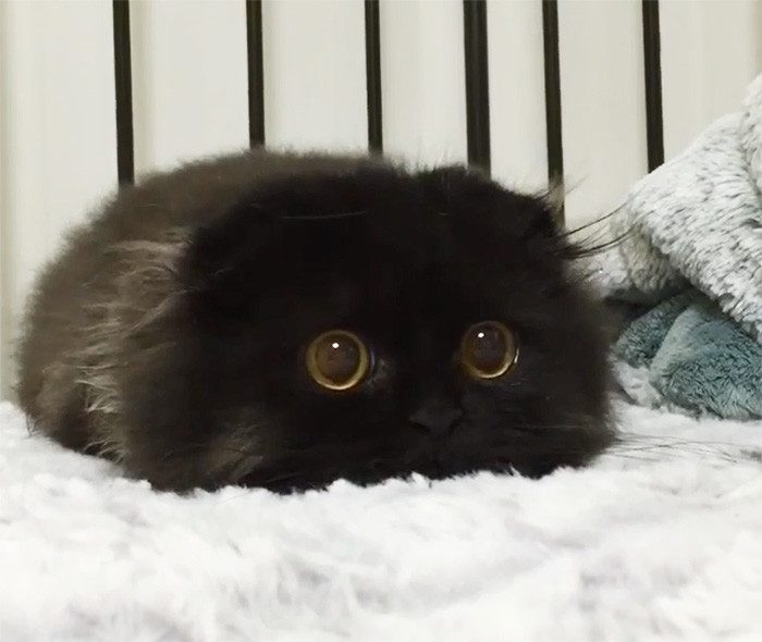 Джимо — кот с самыми большими глазами