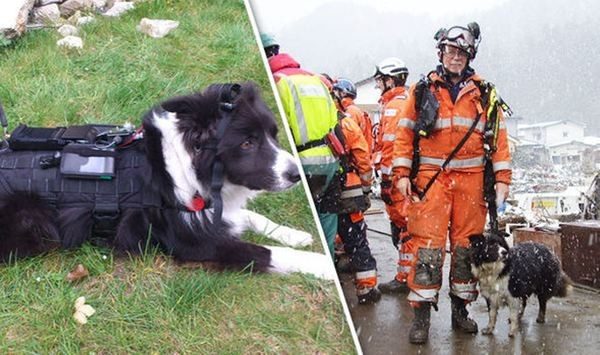 Пожарные почтили память собаки, спасавшей жизни людей на протяжении 10 лет