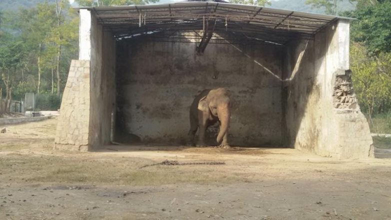 Слон, который провел 30 лет в зоопарке, оказался на свободе
