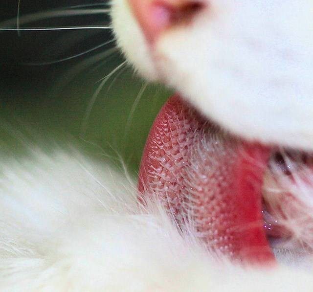 Пугающие фотографии кошачьего языка