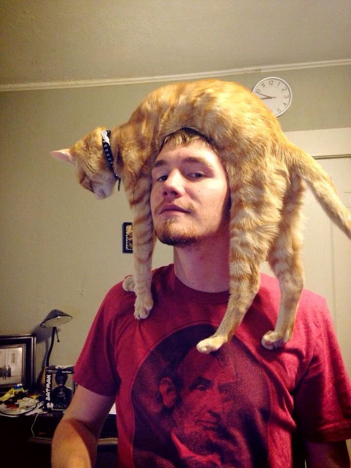 Фотографии, после просмотра которых вы тоже решите положить кота себе на голову
