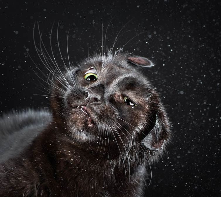Самые нелепые фотографии котов, сделанные в нужный момент