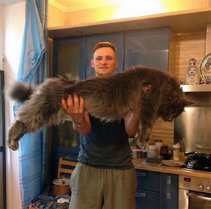 Самые большие котики