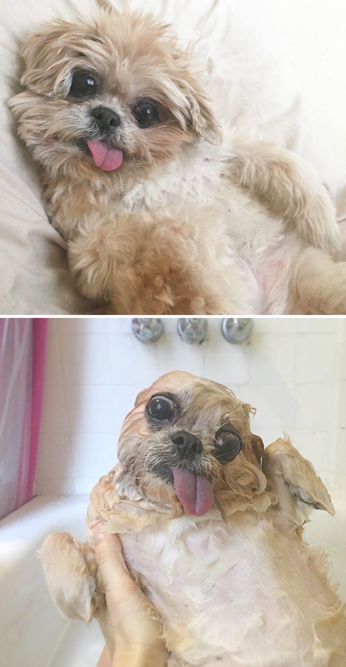 Забавные собачки до и после купания