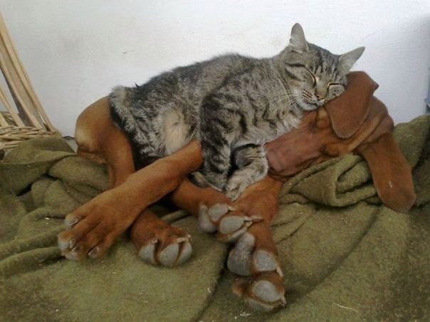 Коты, которые думают, что собака — это подушка