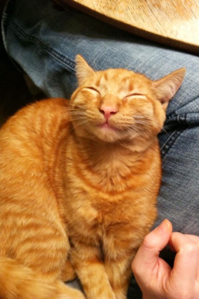 Коты, которые научат вас улыбаться