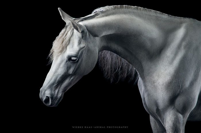 Невероятная красота породистых лошадей