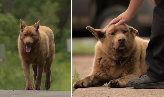 Собака, которая проходит каждый день 6,5 километров, чтобы поздороваться